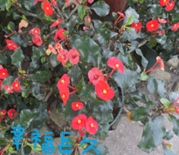 Pure life chapter sticker #14627449