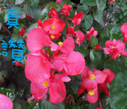 Pure life chapter sticker #14627450