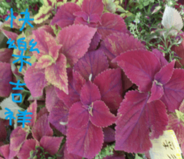 Pure life chapter sticker #14627452