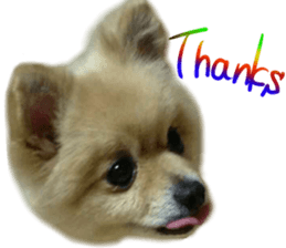 Talking FUKO in English sticker #14630904