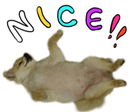 Talking FUKO in English sticker #14630906