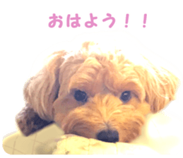 petstamp prize in 2016 sticker #14632070