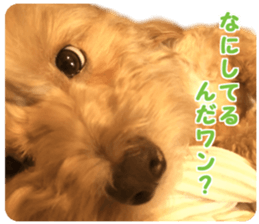 petstamp prize in 2016 sticker #14632071