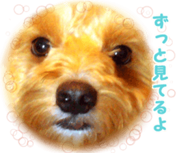 petstamp prize in 2016 sticker #14632072