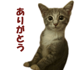 petstamp prize in 2016 sticker #14632074