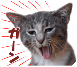 petstamp prize in 2016 sticker #14632075