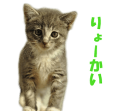 petstamp prize in 2016 sticker #14632076