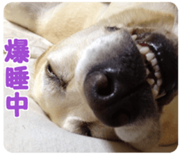 petstamp prize in 2016 sticker #14632079