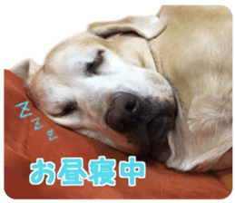 petstamp prize in 2016 sticker #14632080