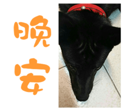 HI BLACK DOG sticker #14634888