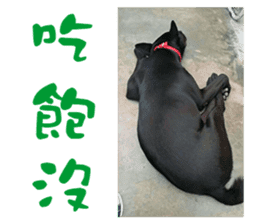 HI BLACK DOG sticker #14634890