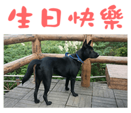 HI BLACK DOG sticker #14634893