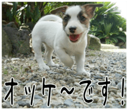 MIEDOG Jack Russell terrier sticker 6 sticker #14634902