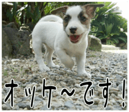 MIEDOG Jack Russell terrier sticker 6 sticker #14634902