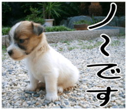 MIEDOG Jack Russell terrier sticker 6 sticker #14634903