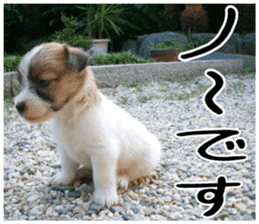 MIEDOG Jack Russell terrier sticker 6 sticker #14634903