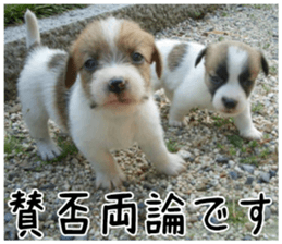 MIEDOG Jack Russell terrier sticker 6 sticker #14634904