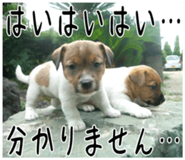 MIEDOG Jack Russell terrier sticker 6 sticker #14634905