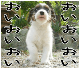 MIEDOG Jack Russell terrier sticker 6 sticker #14634906