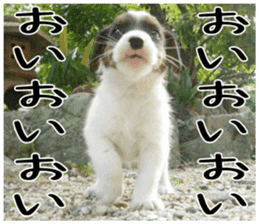 MIEDOG Jack Russell terrier sticker 6 sticker #14634906