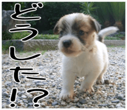 MIEDOG Jack Russell terrier sticker 6 sticker #14634907