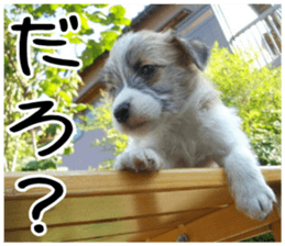 MIEDOG Jack Russell terrier sticker 6 sticker #14634908