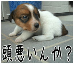 MIEDOG Jack Russell terrier sticker 6 sticker #14634909