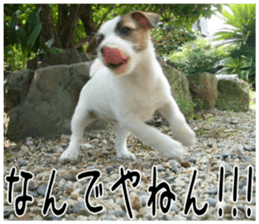 MIEDOG Jack Russell terrier sticker 6 sticker #14634910