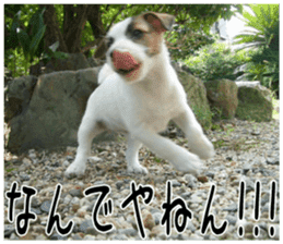 MIEDOG Jack Russell terrier sticker 6 sticker #14634910