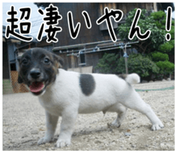 MIEDOG Jack Russell terrier sticker 6 sticker #14634911