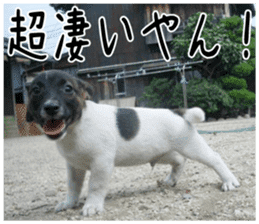 MIEDOG Jack Russell terrier sticker 6 sticker #14634911