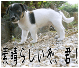 MIEDOG Jack Russell terrier sticker 6 sticker #14634912