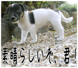 MIEDOG Jack Russell terrier sticker 6 sticker #14634912