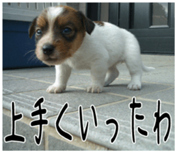 MIEDOG Jack Russell terrier sticker 6 sticker #14634913
