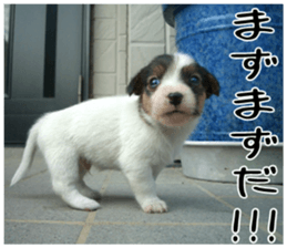 MIEDOG Jack Russell terrier sticker 6 sticker #14634914