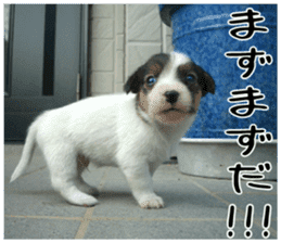 MIEDOG Jack Russell terrier sticker 6 sticker #14634914