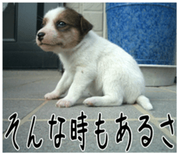 MIEDOG Jack Russell terrier sticker 6 sticker #14634915