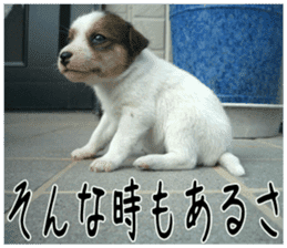 MIEDOG Jack Russell terrier sticker 6 sticker #14634915