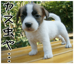 MIEDOG Jack Russell terrier sticker 6 sticker #14634917