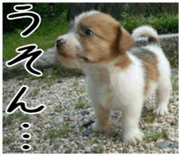 MIEDOG Jack Russell terrier sticker 6 sticker #14634918