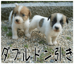 MIEDOG Jack Russell terrier sticker 6 sticker #14634919