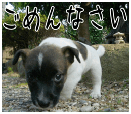 MIEDOG Jack Russell terrier sticker 6 sticker #14634920