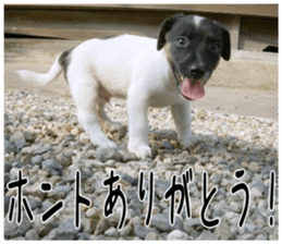 MIEDOG Jack Russell terrier sticker 6 sticker #14634921