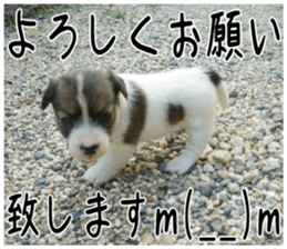 MIEDOG Jack Russell terrier sticker 6 sticker #14634922