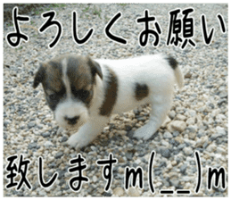 MIEDOG Jack Russell terrier sticker 6 sticker #14634922