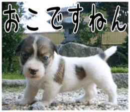MIEDOG Jack Russell terrier sticker 6 sticker #14634923