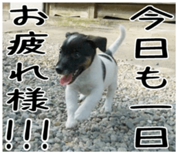MIEDOG Jack Russell terrier sticker 6 sticker #14634924