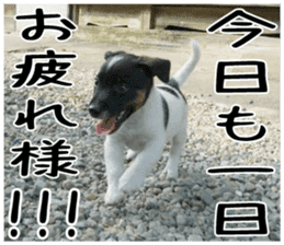 MIEDOG Jack Russell terrier sticker 6 sticker #14634924