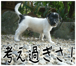 MIEDOG Jack Russell terrier sticker 6 sticker #14634925