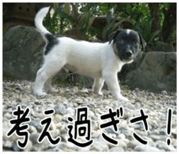 MIEDOG Jack Russell terrier sticker 6 sticker #14634925